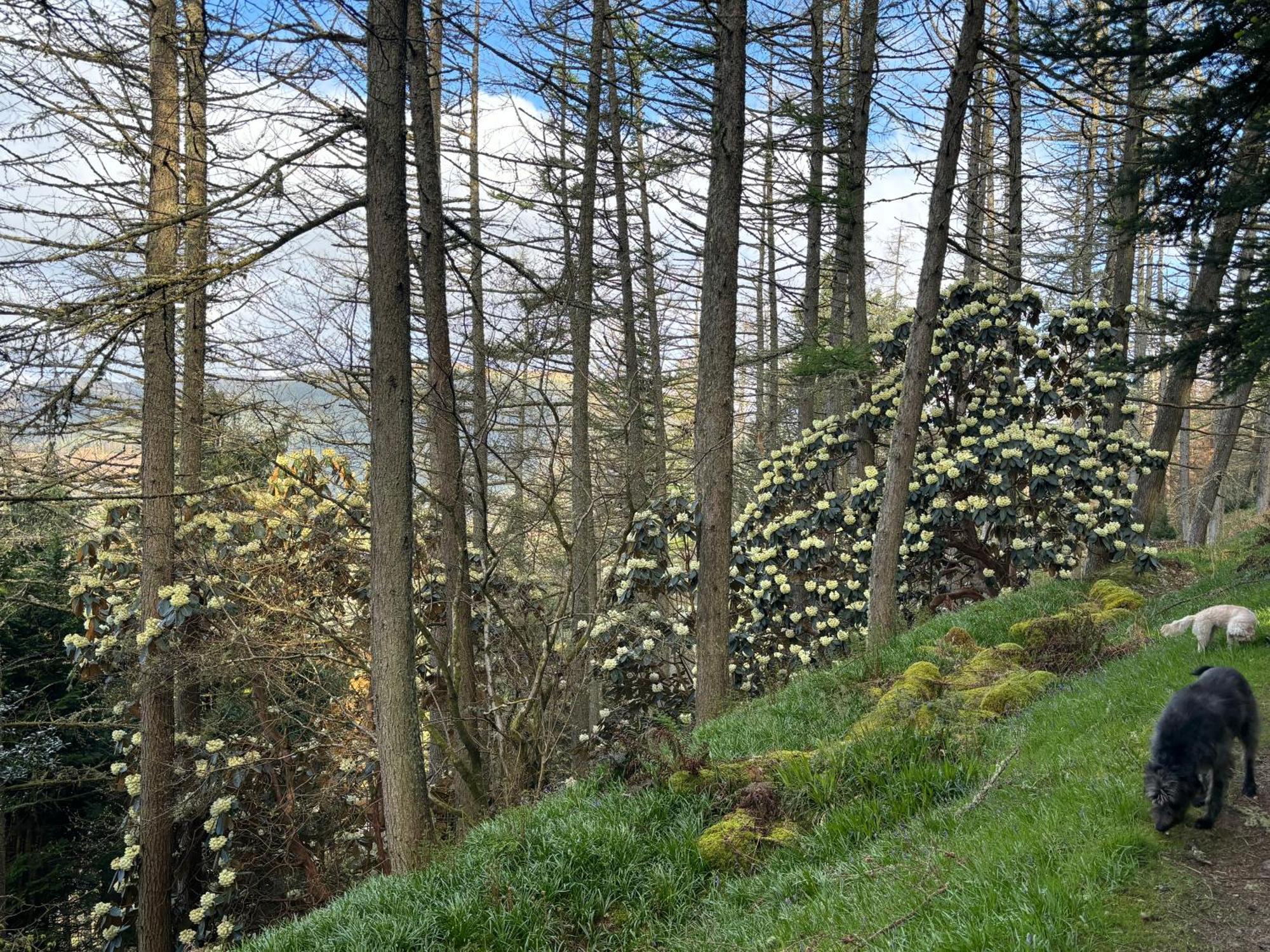 North Lodge Kilmun Exterior foto